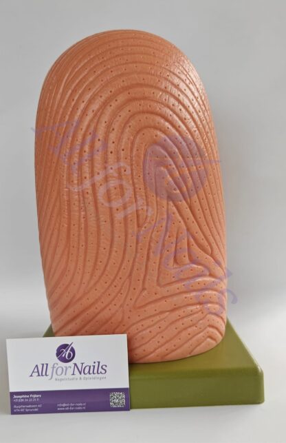 Vingernagel Model - Afbeelding 5