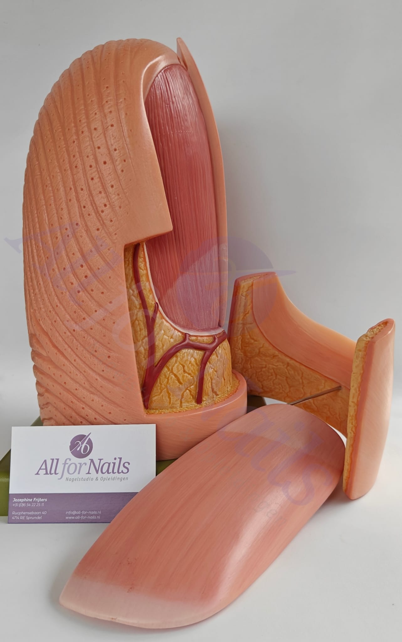 Vingernagel Model - Afbeelding 4