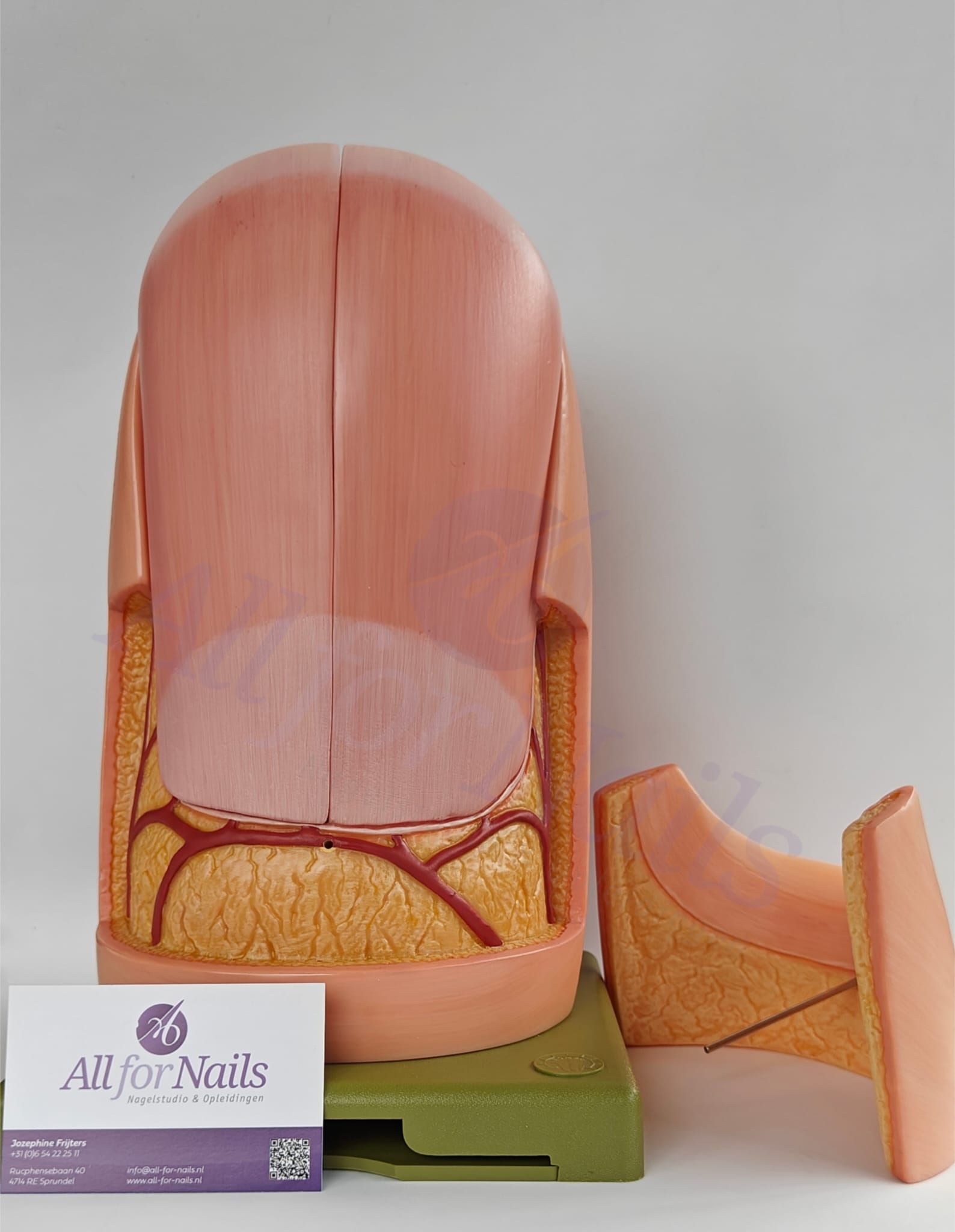 Vingernagel Model - Afbeelding 3